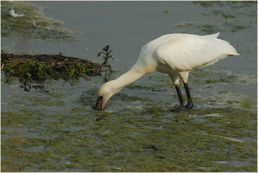 Löffler (Platalea leucorodia)