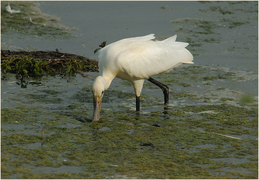 Löffler (Platalea leucorodia)