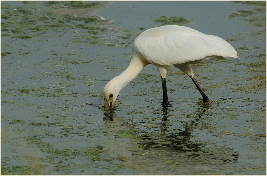 Löffler (Platalea leucorodia)