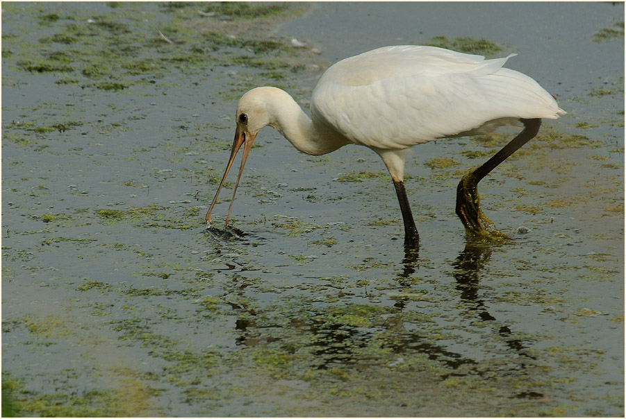 Löffler (Platalea leucorodia)