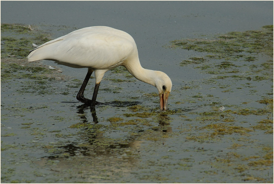 Löffler (Platalea leucorodia)