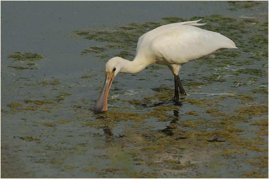 Löffler (Platalea leucorodia)