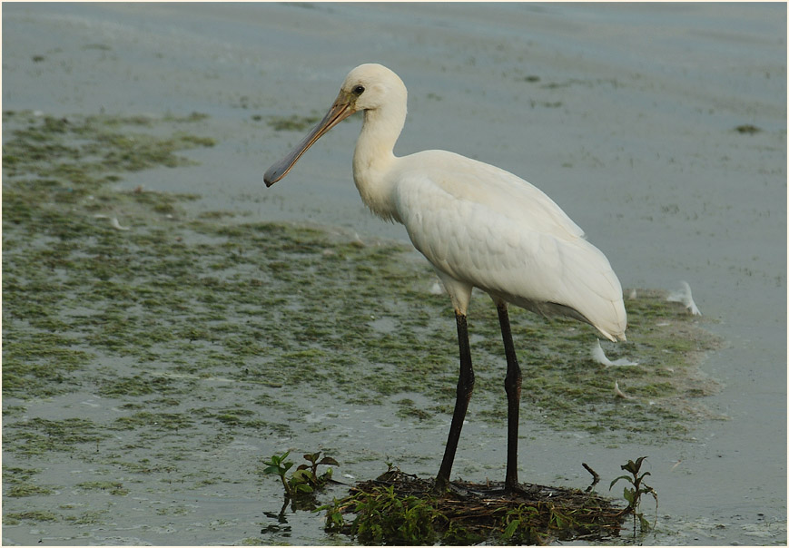 Löffler (Platalea leucorodia)