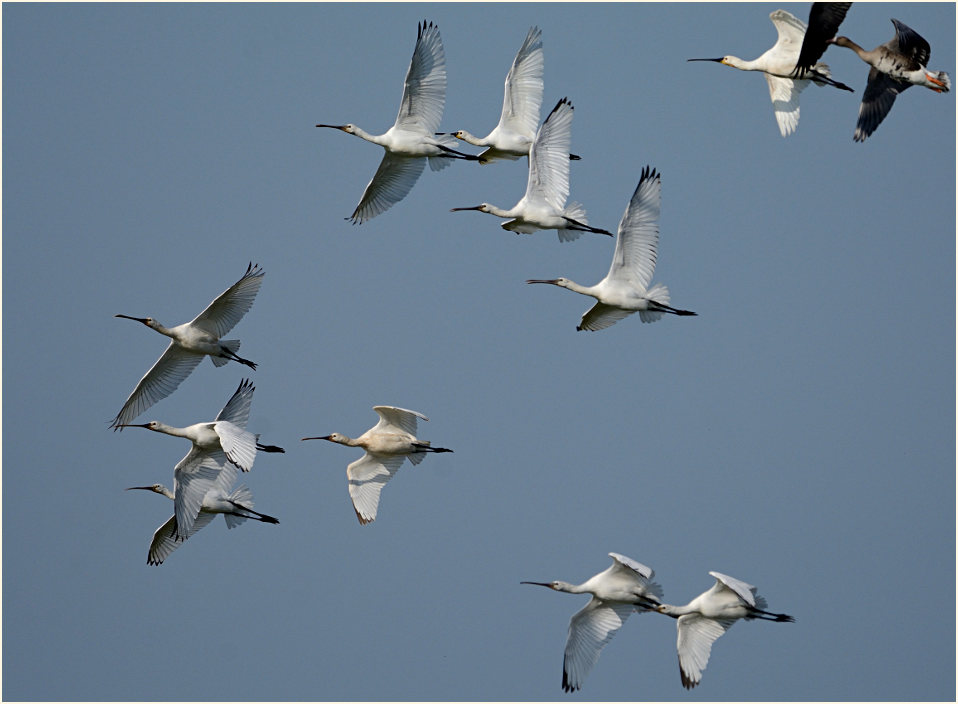 Löffler (Platalea leucorodia)