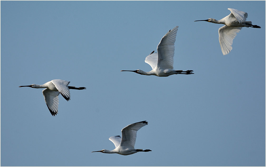 Löffler (Platalea leucorodia)