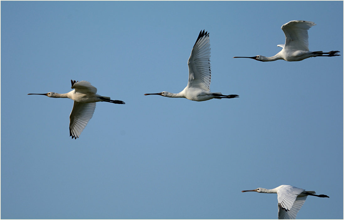 Löffler (Platalea leucorodia)