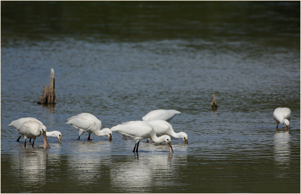 Löffler (Platalea leucorodia)