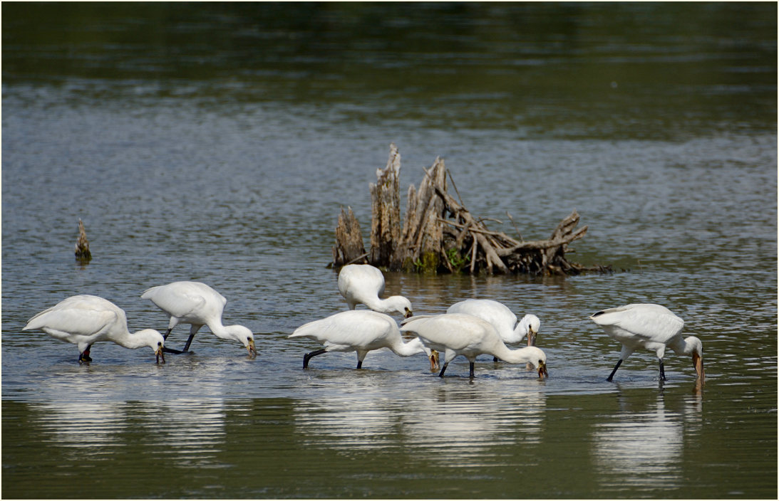 Löffler (Platalea leucorodia)