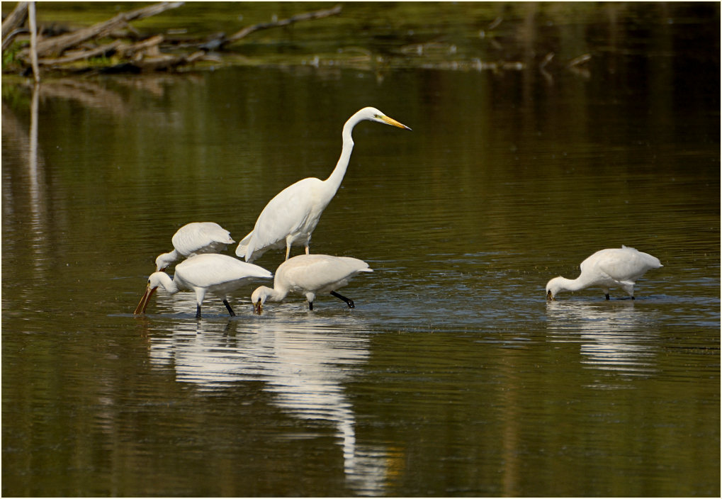 Löffler (Platalea leucorodia)