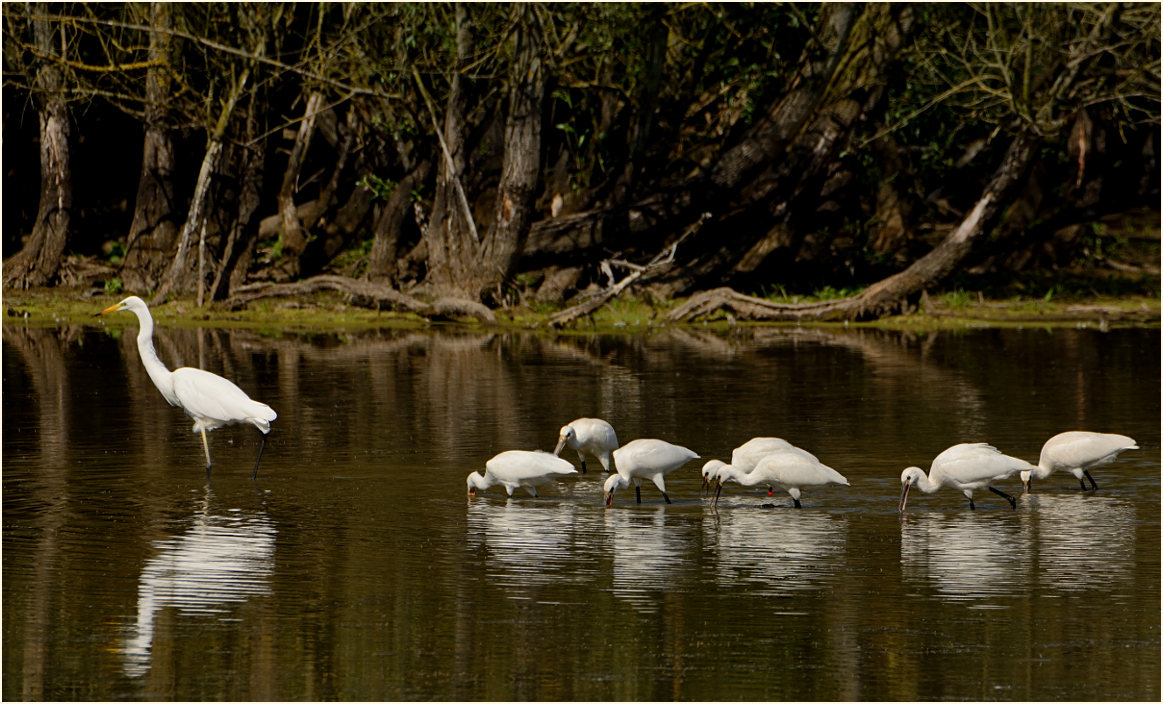 Löffler (Platalea leucorodia)