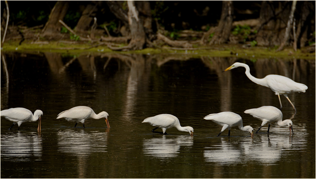 Löffler (Platalea leucorodia)