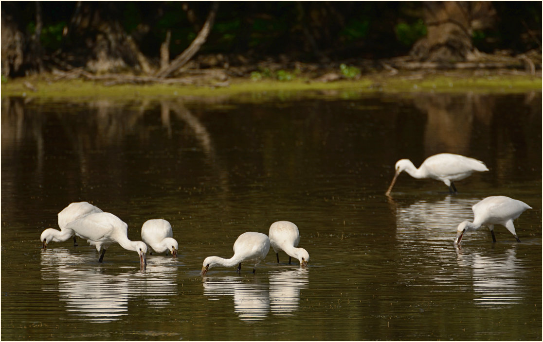 Löffler (Platalea leucorodia)