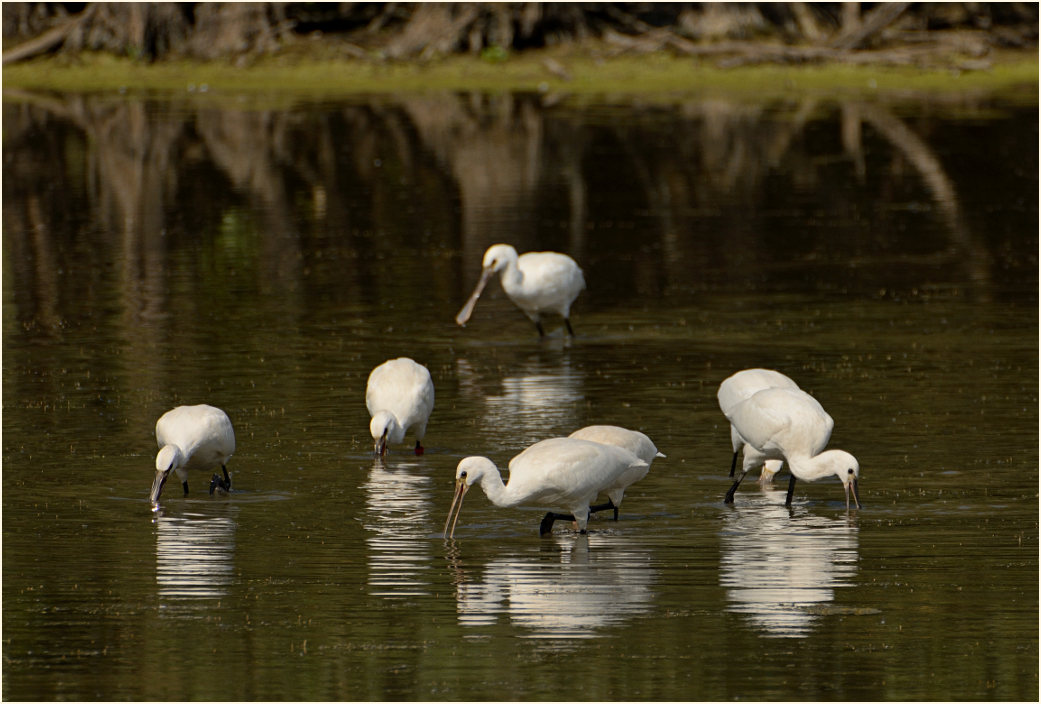 Löffler (Platalea leucorodia)