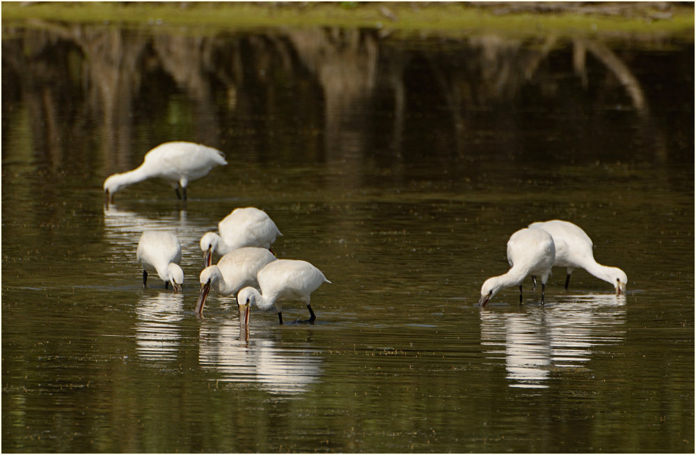 Löffler (Platalea leucorodia)