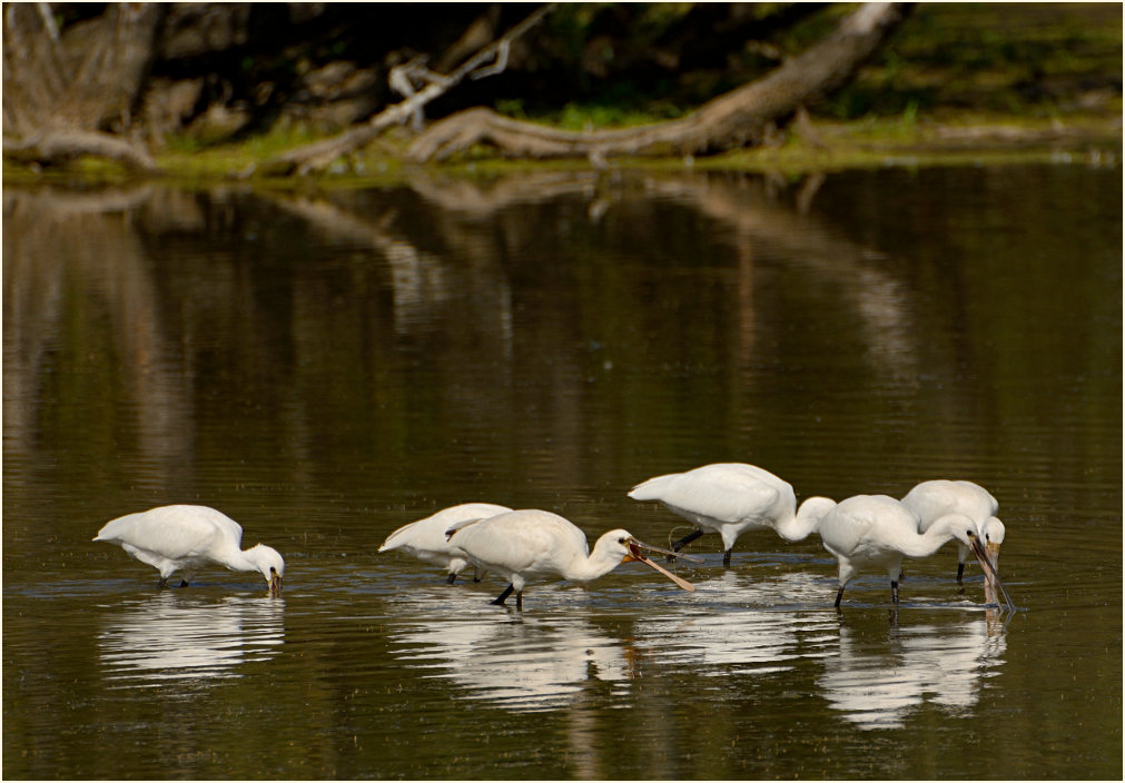 Löffler (Platalea leucorodia)