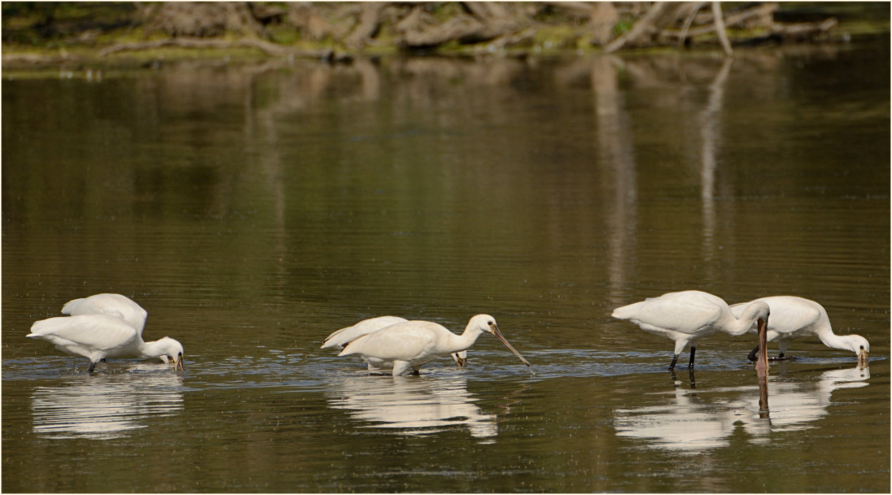 Löffler (Platalea leucorodia)