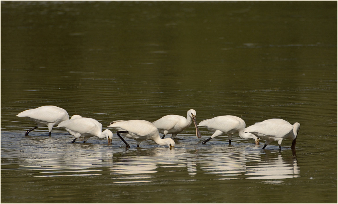 Löffler (Platalea leucorodia)