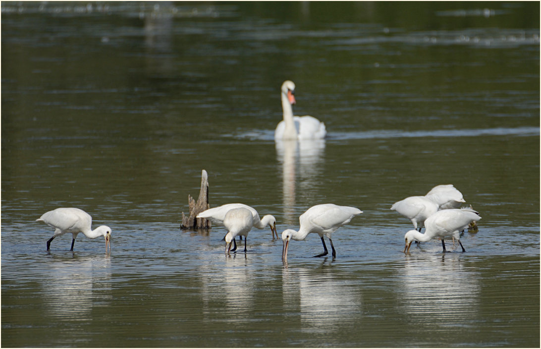 Löffler (Platalea leucorodia)