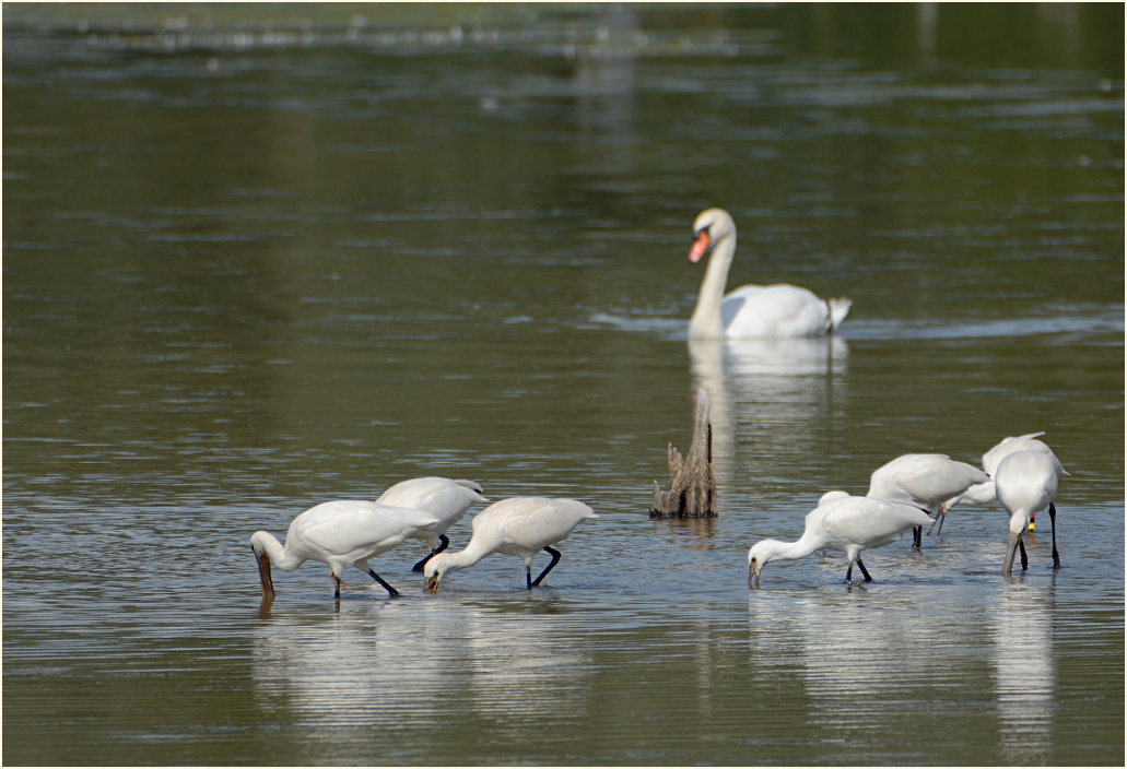 Löffler (Platalea leucorodia)