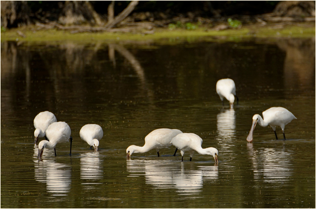 Löffler (Platalea leucorodia)