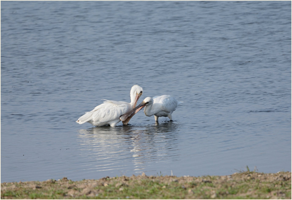 Löffler (Platalea leucorodia)