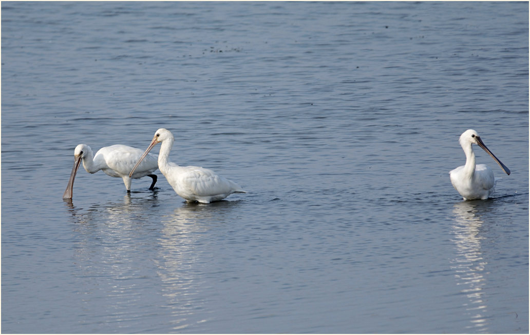 Löffler (Platalea leucorodia)