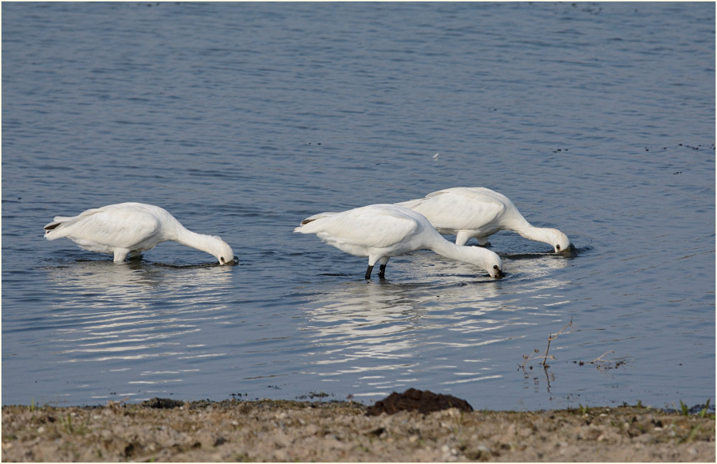 Löffler (Platalea leucorodia)