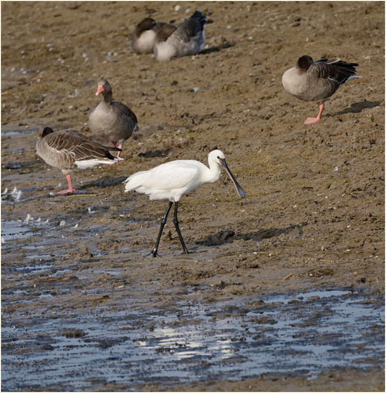 Löffler (Platalea leucorodia)