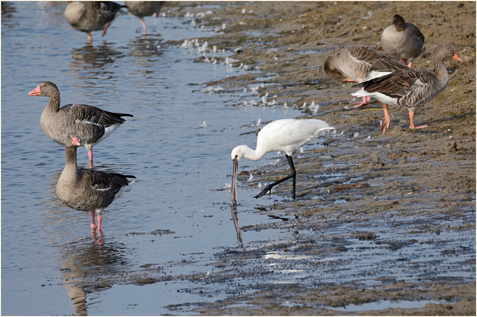 Löffler (Platalea leucorodia)