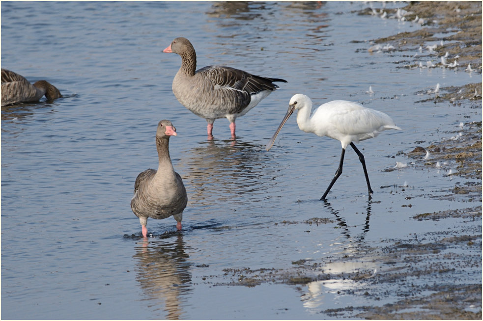 Löffler (Platalea leucorodia)