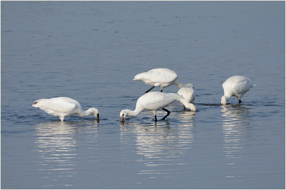 Löffler (Platalea leucorodia)