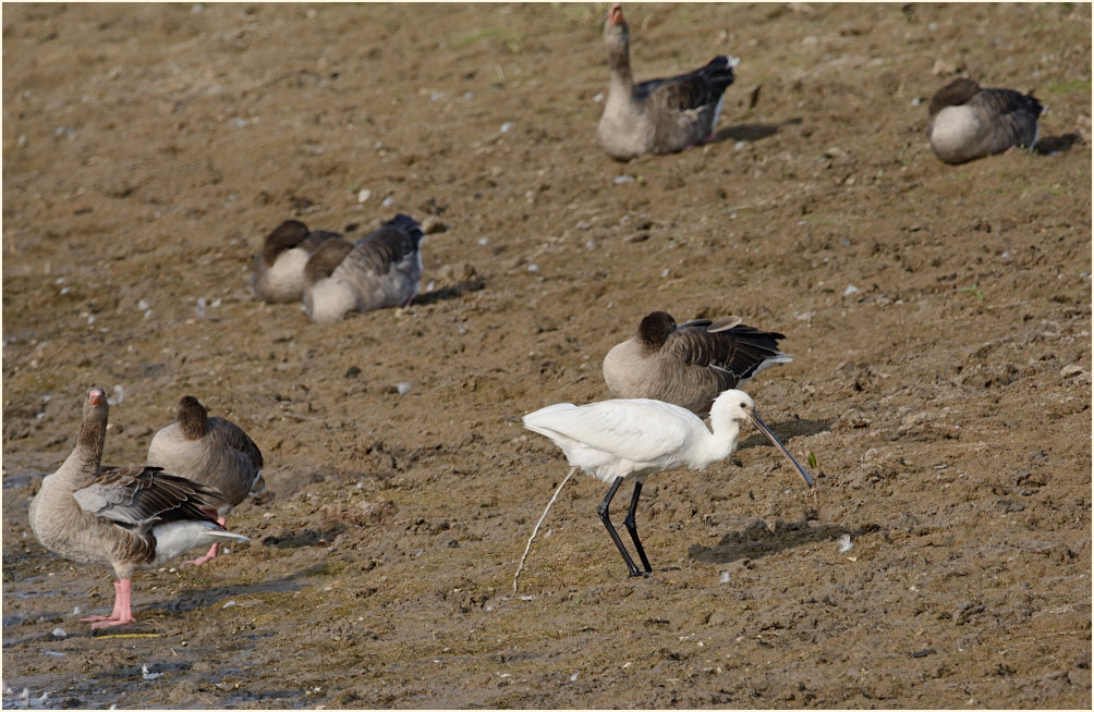 Löffler (Platalea leucorodia)