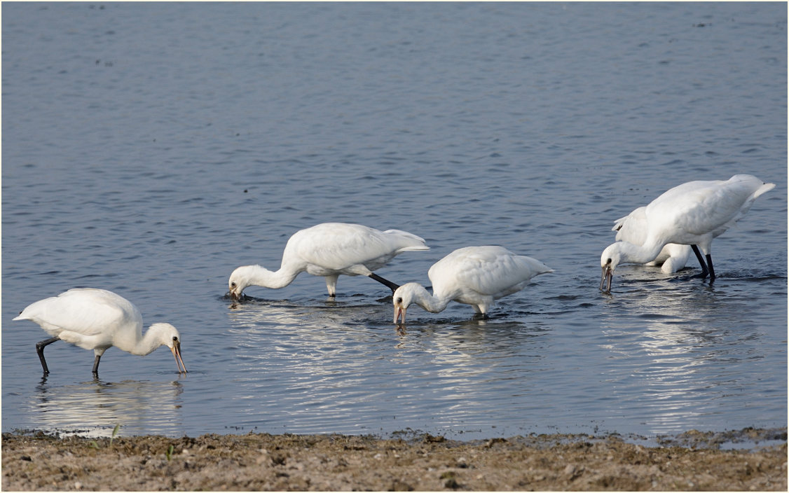 Löffler (Platalea leucorodia)