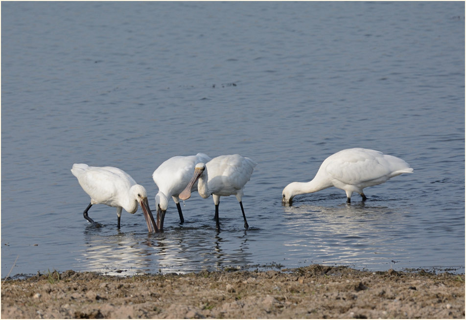 Löffler (Platalea leucorodia)