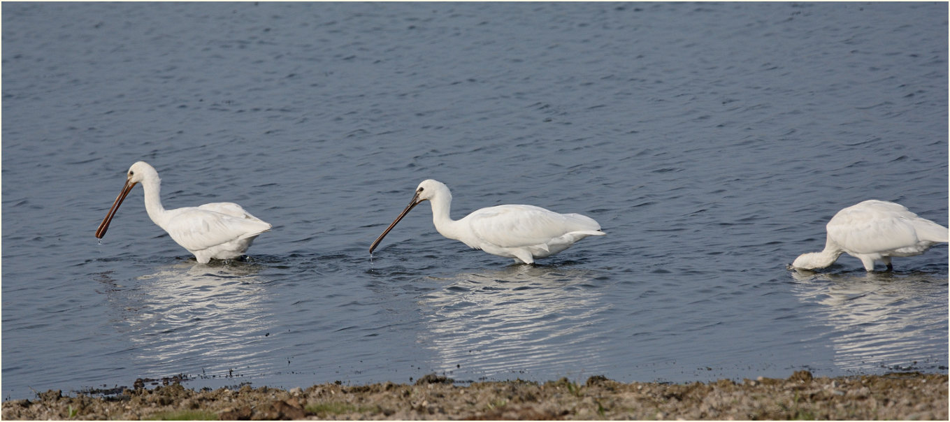 Löffler (Platalea leucorodia)