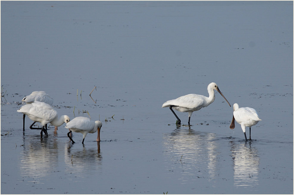 Löffler (Platalea leucorodia)