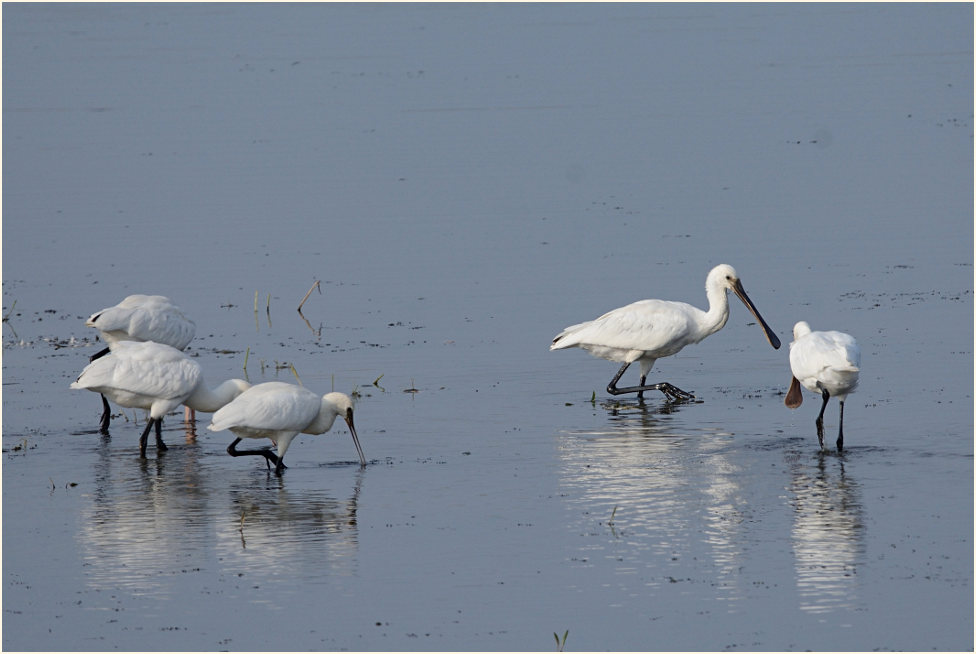 Löffler (Platalea leucorodia)