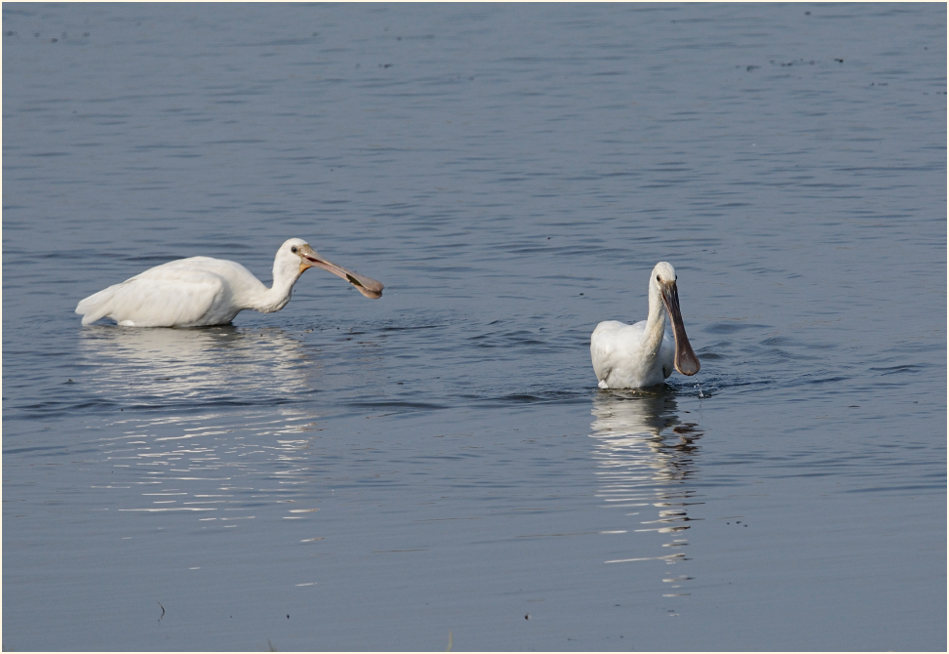 Löffler (Platalea leucorodia)