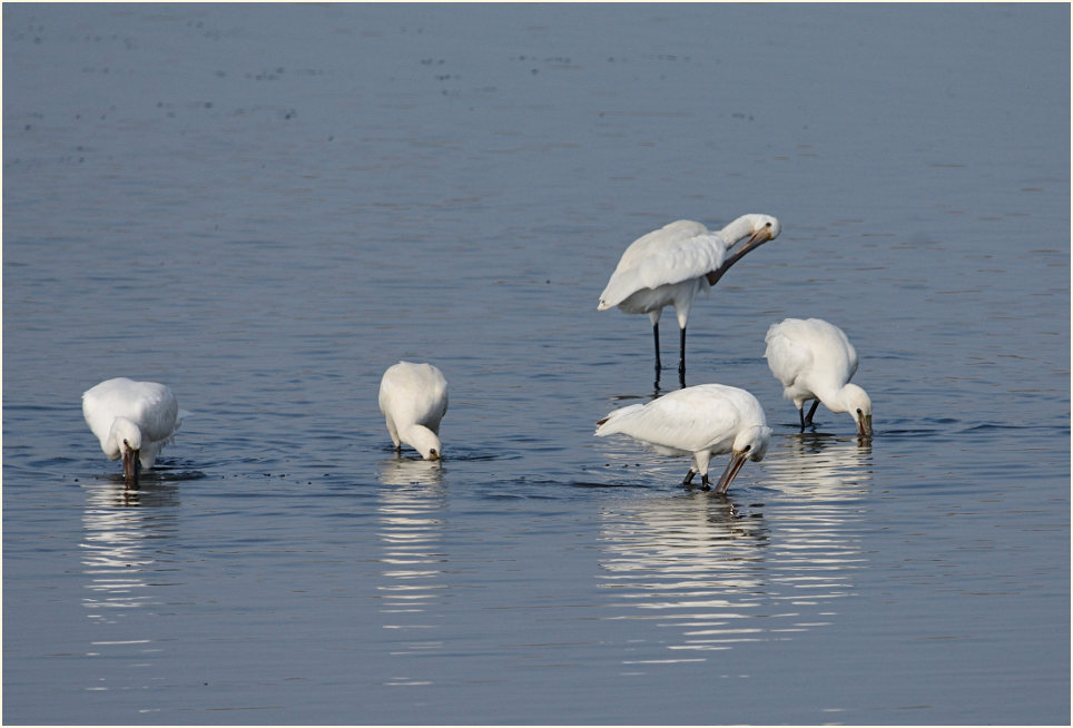 Löffler (Platalea leucorodia)