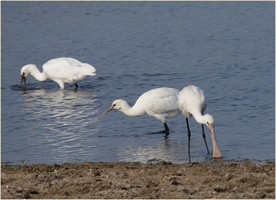 Löffler (Platalea leucorodia)