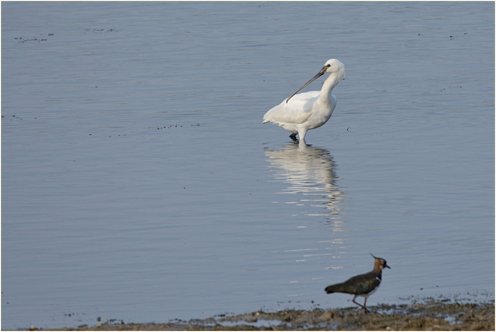 Löffler (Platalea leucorodia)