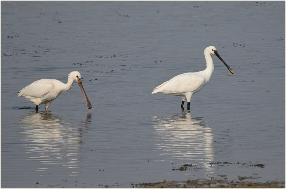 Löffler (Platalea leucorodia)