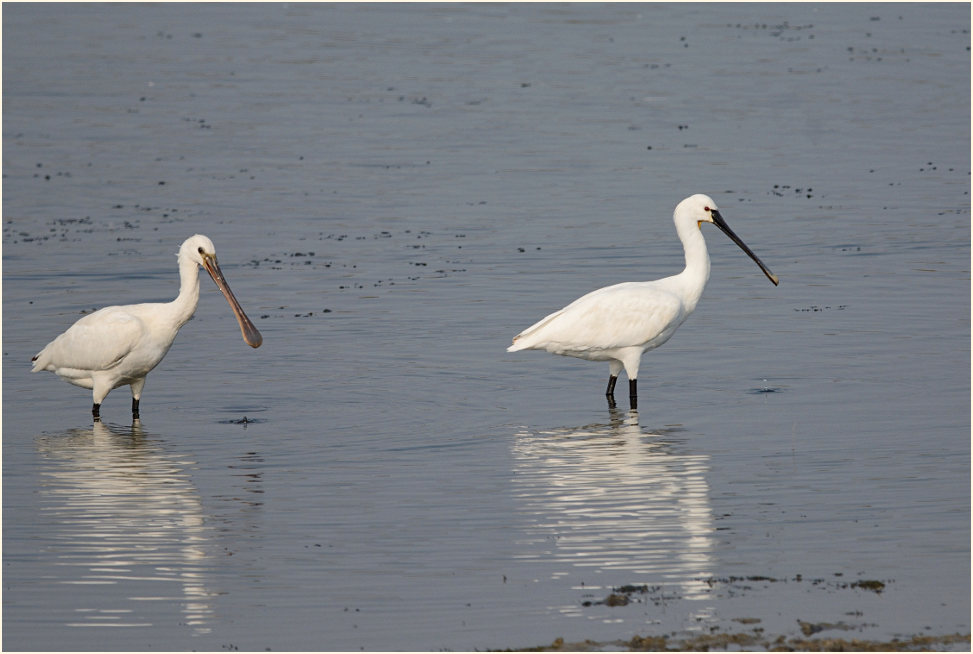 Löffler (Platalea leucorodia)