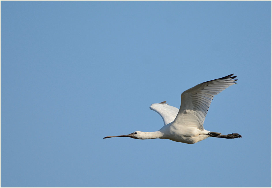 Löffler (Platalea leucorodia)