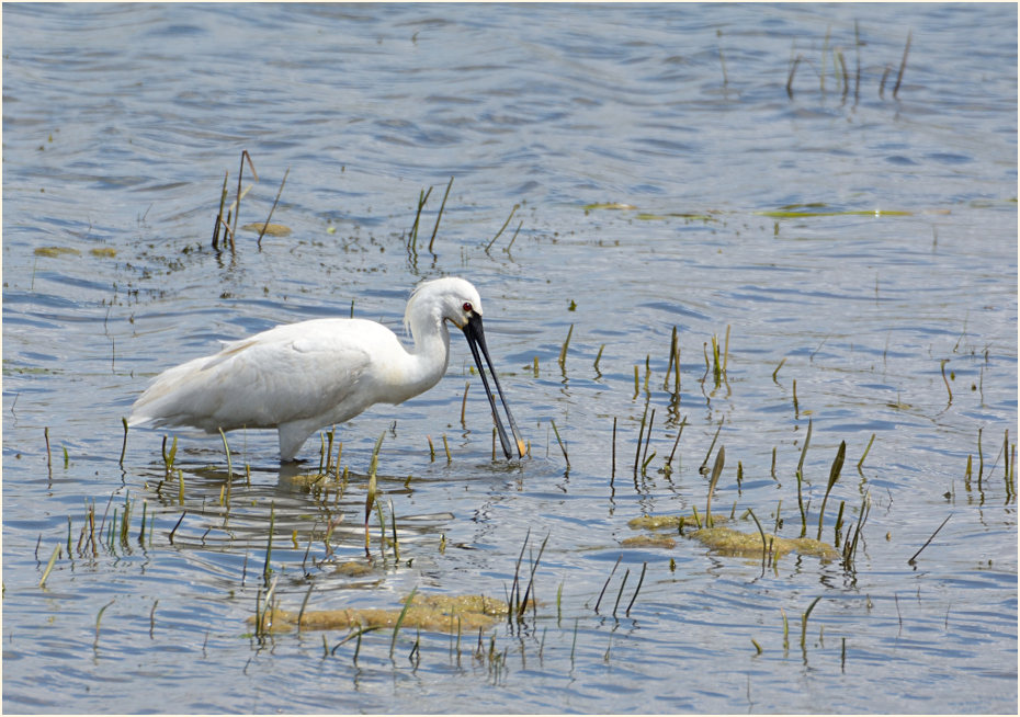 Löffler (Platalea leucorodia)