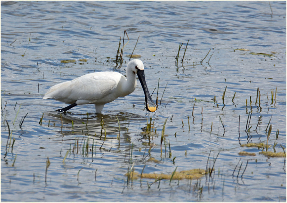 Löffler (Platalea leucorodia)