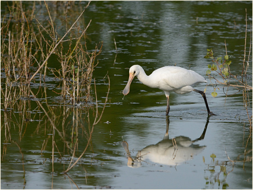 Löffler (Platalea leucorodia)