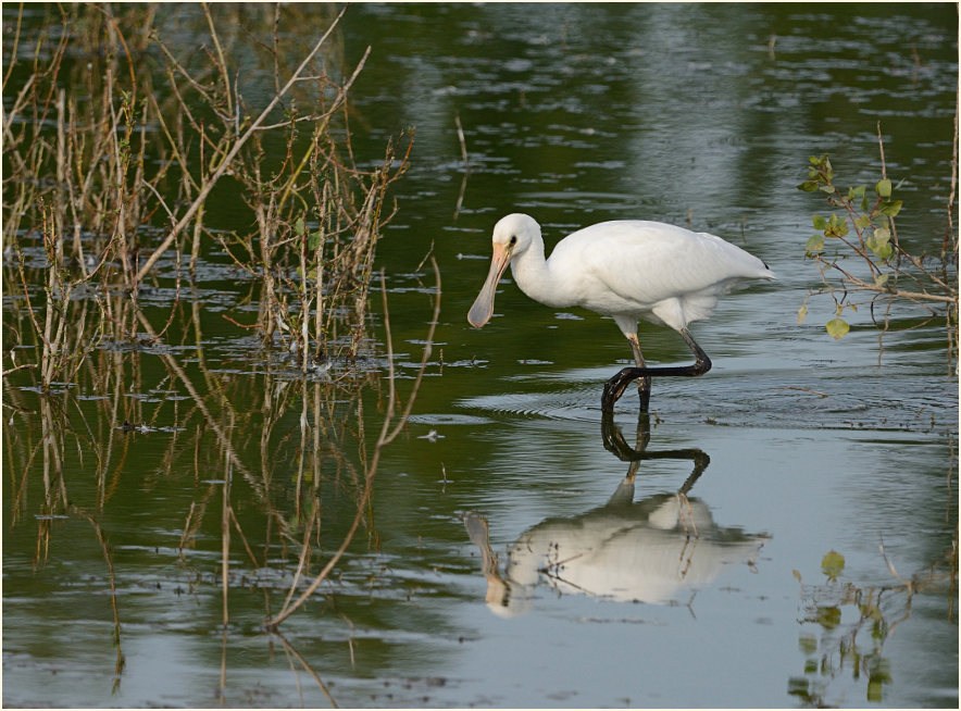 Löffler (Platalea leucorodia)