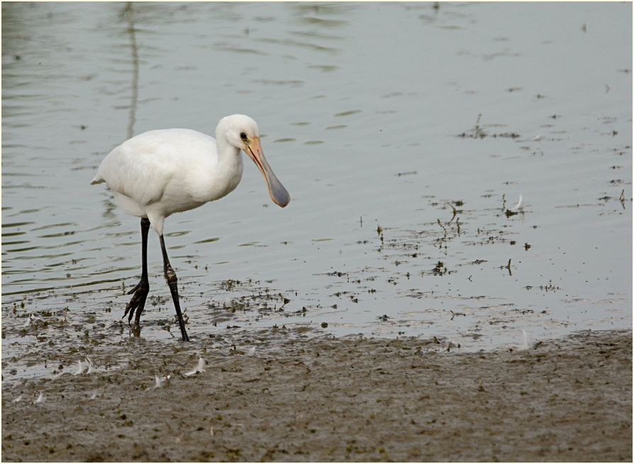 Löffler (Platalea leucorodia)