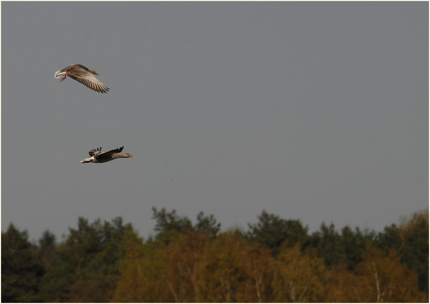 Graugänse, Lüsekamp, Naturpark Maas-Schwalm-Nette